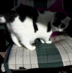 CaturdayArtSelfieTraining