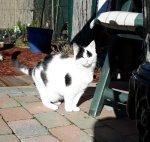 CaturdayArtSelfieTraining