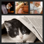 curiousasacathy-54d8a3d8v1_site_icon-e1523101380254