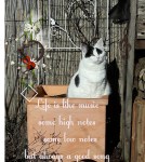 loonapix_15505615782250422255