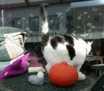 MusicalWednesday2019