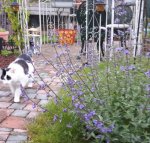 AwwMondayMewsicMovesMe2019