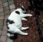 AwwMondayMewsicMovesMe2019