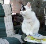 CaturdayArtSelfieadSpark2019