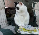 CaturdayArtSelfieadSpark2019