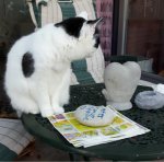 CaturdayArtSelfieadSpark2019