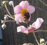 ThankfulThursday2019