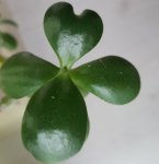 ThankfulThursday2019