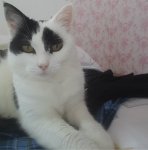 CaturdayArtandSundaySelfie2019