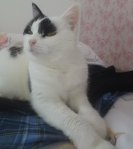 CaturdayArtandSundaySelfie2019