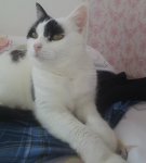 CaturdayArtandSundaySelfie2019