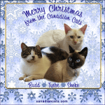 Christmas 2019, Canadian Cats [Ecard Sharing Size with Link]&nbsp;(1)