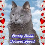 Buddy Buddy Forever Loved&nbsp;300px