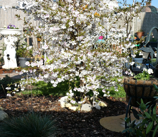 Prunus "The Bride"