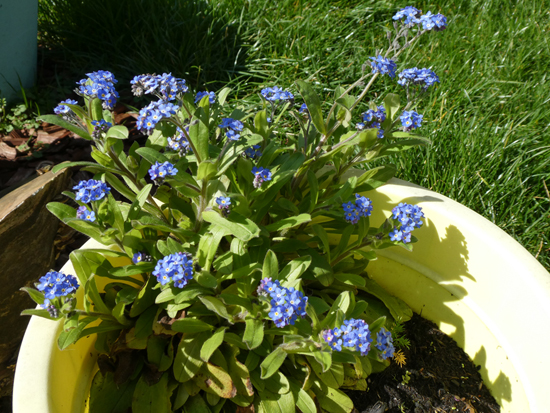 Forget-me-nots