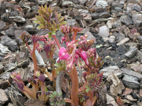Bleeding Heart Plant (Dicentra Spectabilis)