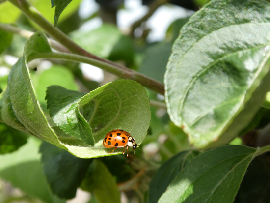 Lady Bug, so Good Luck is just around the corner...