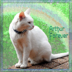 ARTHUR-Forever