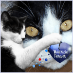 MAURICIO-Forever-New