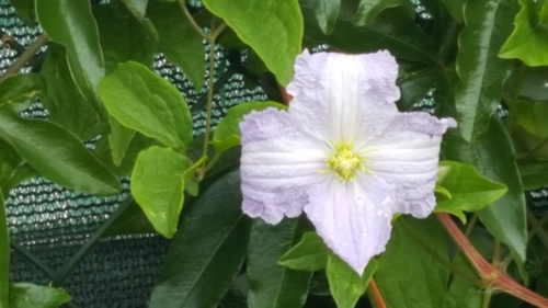 Clematis