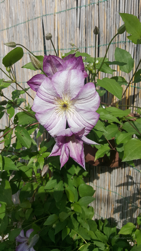 Clematis