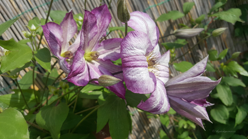 Clematis