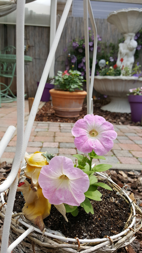 Petunia that Granny grew herself :D