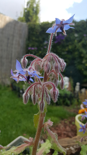 Borage