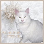 POLAR-BEAR-Forever