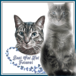 BEAR-CAT-KAT-Forever