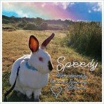 Speedy