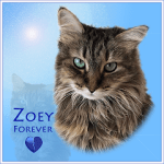ZOEY-The-Island-Cats-Forever