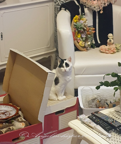 PUZZLE this real time one too and have fun😸