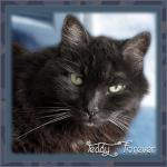 Teddy forever