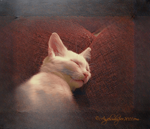 PUZZLE ME HERE and ENJOY😻🐾😽💞