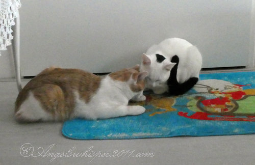 These pictures were made when we were back home...