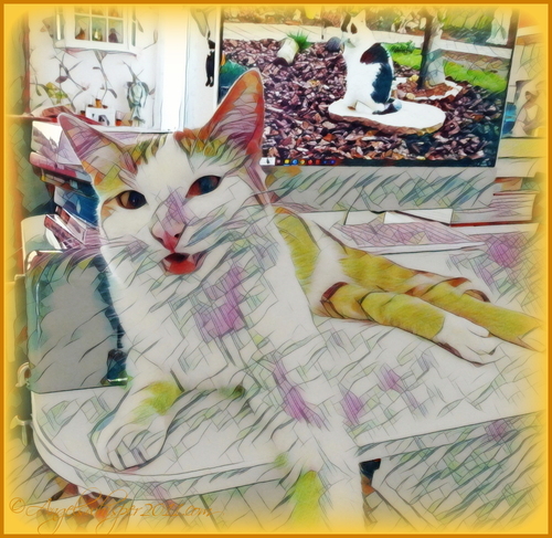 PUZZLE ME HERE and have fun when you put all the pieces together again😸