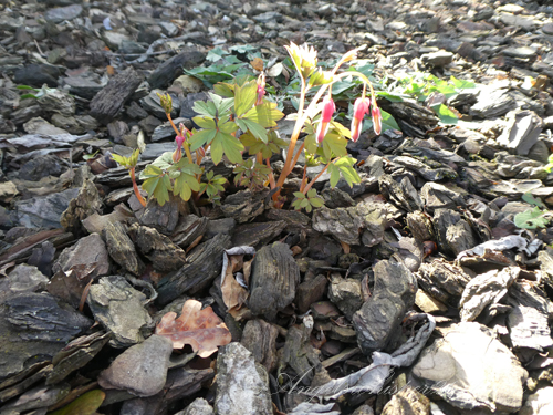 Dicentra Spectabilis - Bleeding Heart Plant💗