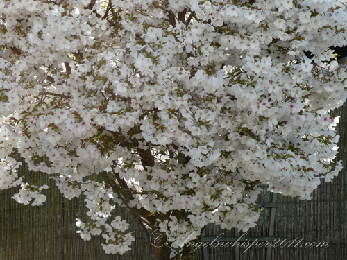 Prunus The Bride🌸