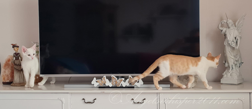 First day in our furrever home💞