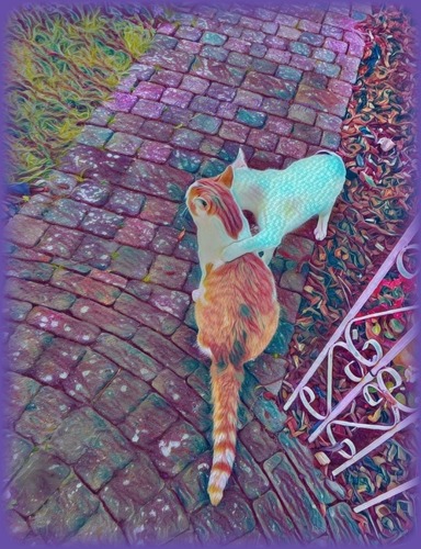 PUZZLE US HERE and don't forget to Enjoy while you put all the pieces together😸😺