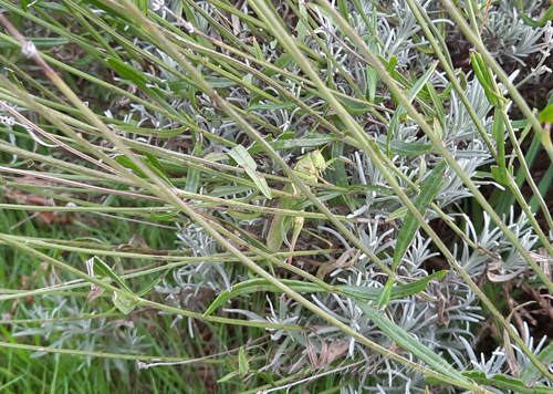 Go and find my grasshopper and put him together again🦗😸