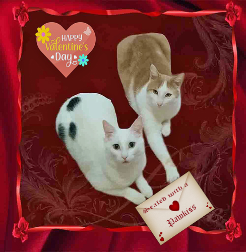 Do YOU want to be our Valentine😻😻