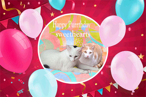 PUZZLE us HERE for our Birthday🎉🎉🎉