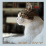 DEXTER-Forever-Jan-2025-300×300