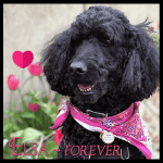 ELSA-Forever-March-2025