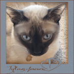 TYLAN-FOREVER-2-May-2025